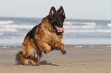 BERGER ALLEMAND 005